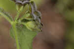 Trailing milkvine